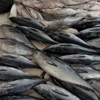 ماهی هوور زیر قیمت بازار،پرداخت درب منزل،تازه
