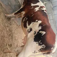 گاو شیری و آبستن