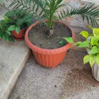 نخل فنیکس