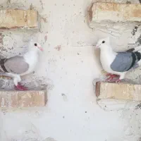 پشت گراف کاکلی