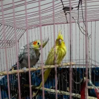 یک جفت عروس هلندی همراه با قفس ولوازم