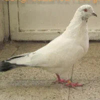 تهرانی
