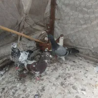 کفتر|پرنده|علی‌آباد کتول, |دیوار