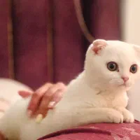 گربه اسکاتیش فولد