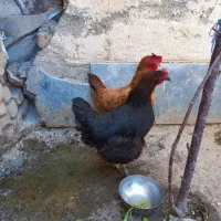 مرغ تخم گذار