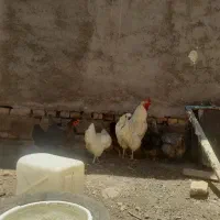 فروش مرغ و خروس قیمت مناسب یا معاوضه