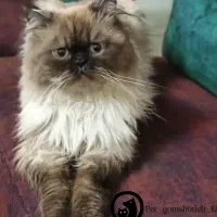 گمشده