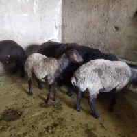 گوسفند بره نر