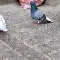 کفتر ۸ تا پرشی دانه ۲۰۰