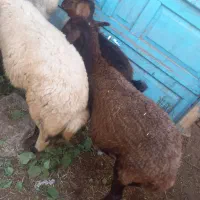 میش قزل
