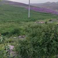 کاه یونجه دیم