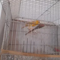 قناری نروماده