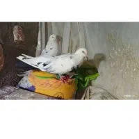 ۳عددکبوتر ۱۷۰۰