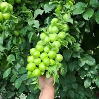 گوجه سبز|گل و گیاه طبیعی|مشهد, مشهدقلی|دیوار