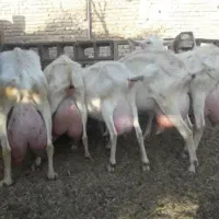 بز سانن اصل پایه مادری اوین ژن