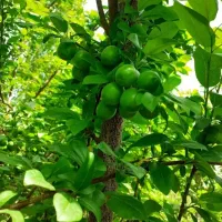 آلوچه گوجه سبز