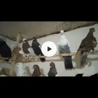 دسته بهبهانی