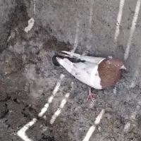 سینه قهوای کلاهی ماده