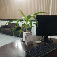 استخدام ویژه برای خانم