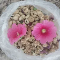 بذر گل ختمی هر۲۵۰ گرم ۱۵۰
