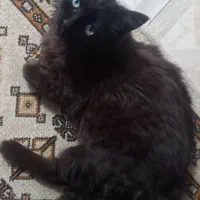 واگذاری گربه