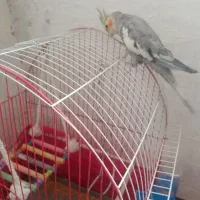عروس هلندی