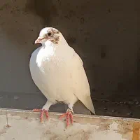 کبوتر نر