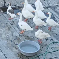 قو غاز اوکراینی