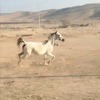 مادیان ترک
