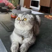 ماده اسکاتیش فولد خاص