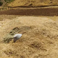 علف|خوردنی و آشامیدنی|سنندج, |دیوار