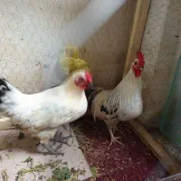 خروس چینی