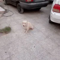 سگ نر
