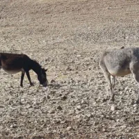 فروش خر