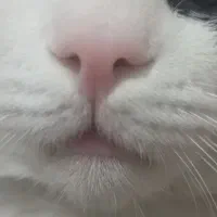 واگذاری گربه DSH