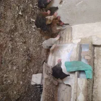 مرغ بومی