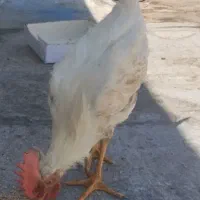 یک عدد خروس جوان