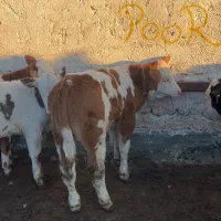فروش گوساله سیمینتال درجه یک
