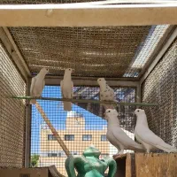 کبوتر|پرنده|اصفهان, همدانیان|دیوار