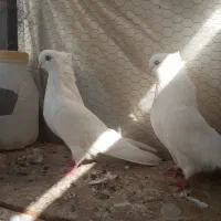 سفید نوک طوطی