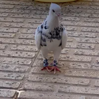 کبوتر|پرنده|پاوه, |دیوار