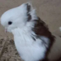 کبوتر نقابی