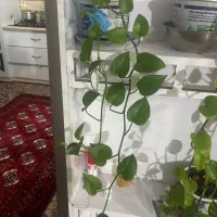 گل پتوس شاداب