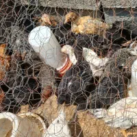 فروش جوجه محلی یک ماهه