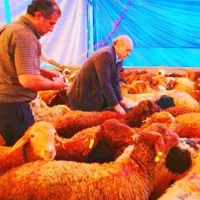 نرینه داشتی و کشتاری پلواربندی گوسفند زنده عقیقه
