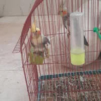 پرنده