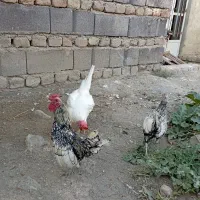 تخم مرغ محلی