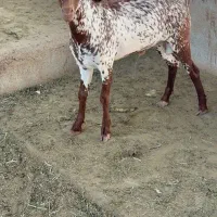 جنس قشنگ|حیوانات مزرعه|دلیجان, |دیوار