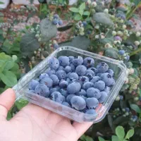 بلوبری سوپر لوکس