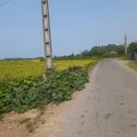 زمین-کشاورزی-شالیزار